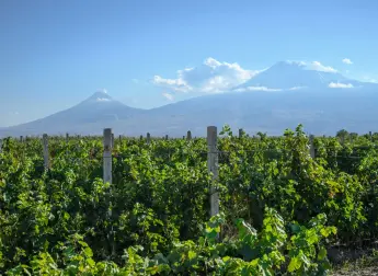 Grapes stored  in refrigerators
