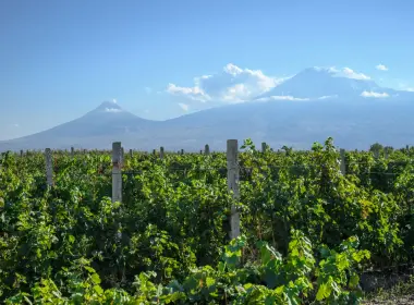 Grapes stored  in refrigerators