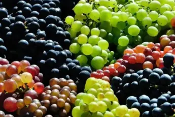 Grape harvesting and wine material making